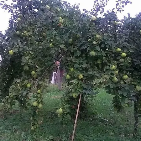In Golik/gorski Kotar 14249 Сasa de vacaciones Zagolik